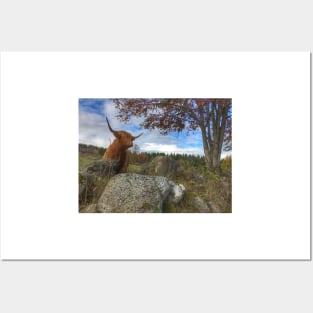 Scottish Highland Cattle Cow 1564 Posters and Art